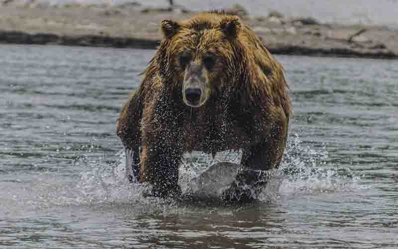 Oso Pardo - Kamchatka - Rusia 30.jpg